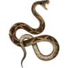 🐍