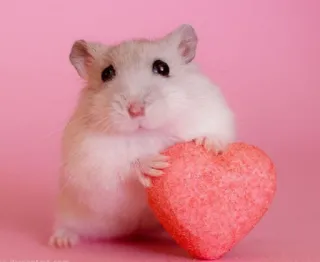 ❤️ hamster, cute, heart, love, pink, animal, rodent telegram sticker