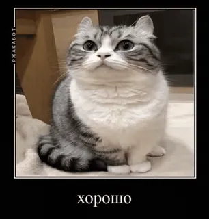 🌟 хорошо mèo, dễ thương, meme, Nga, vui nhộn whatsapp sticker