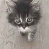 🐱