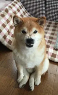 shiba @fissandovi whatsapp stickers