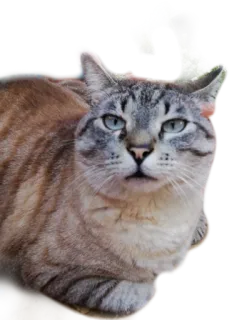 🐱 cat, animal, pet, feline, domestic cat telegram sticker