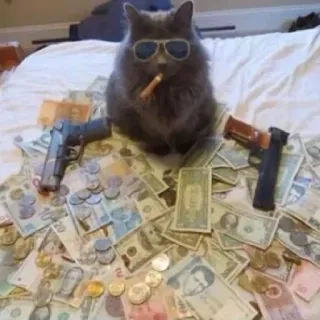🚬 猫, 銃, お金, サングラス, タバコ, 動物, 高級, 富 telegram sticker