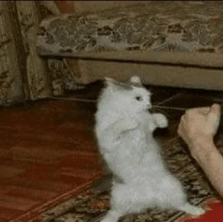 😡 Katze, Tier, lustig, süß, kämpfen, Meme telegram sticker