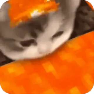 🤩 cat, animal, meme whatsapp sticker