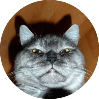 😠 chat, en colère, animal, animal de compagnie, félin, gris telegram sticker