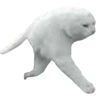 🙁 แมว, เดิน, สัตว์, แมวขาว telegram sticker