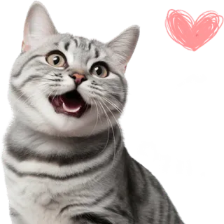 😍 gato, coração, adesivo, animal de estimação, fofo, animal telegram sticker
