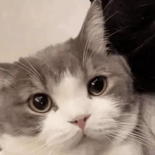 🐈土豆 whatsapp stickers