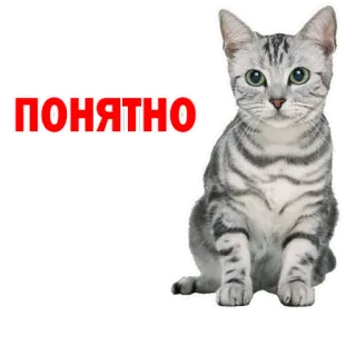😔 ПОНЯТНО gato, russo, compreensível, gatinho, animal, gato cinza whatsapp sticker