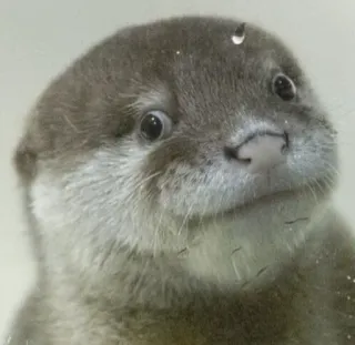 😕 otter, animal, mammal, cute, wildlife telegram sticker