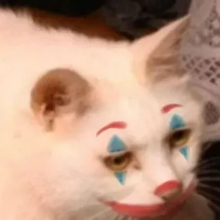 🐈 chat, clown, maquillage, animal, animal de compagnie, drôle, mème whatsapp sticker