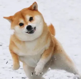 ❄️ anjing, shiba inu, hewan, peliharaan, berlari, salju whatsapp sticker