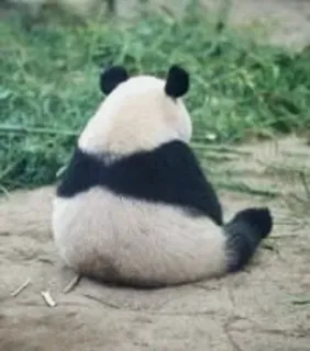 🧐 Panda, Animal, Urso, Vida Selvagem, Mamífero telegram sticker