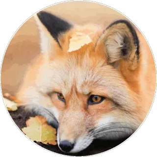 🦊 fuchs, tier, wildtier, rotfuchs, herbst telegram sticker