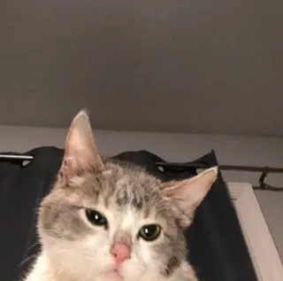 🥴 cat, animal, pet, domestic cat, mammal, feline whatsapp sticker