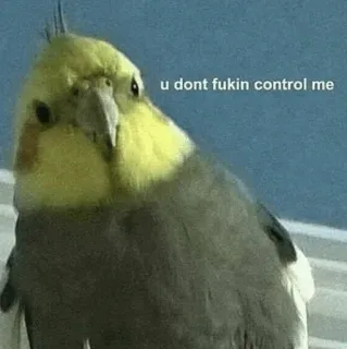 🧈 u dont fukin control me oiseau, cockatiel, mème, rebelle, drôle, impertinent telegram sticker