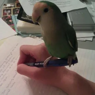 ☺️ oiseau, perroquet, inséparable, stylo, écriture, main, papier telegram sticker