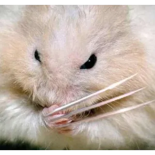 🍴 hamster, imut, binatang, pengerat, hewan peliharaan, kecil telegram sticker