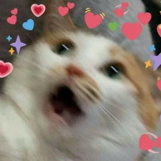 💙 cat, hearts, love, cute, animal, meme telegram sticker