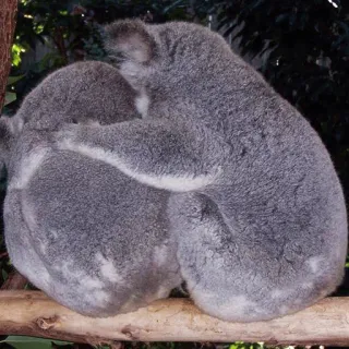 🐨 koala, animal, cute, marsupial, australia, wildlife, cuddly, tree telegram sticker