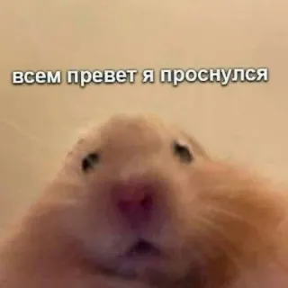 🥱 всем привет я проснулся ハムスター, 動物, 可愛い, こんにちは, 起きた telegram sticker