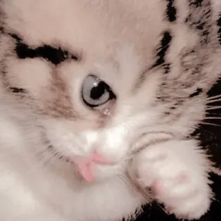 😭 แมว, ลูกแมว, น่ารัก, สัตว์, สัตว์เลี้ยง telegram sticker