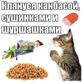 🙏 Клянусь канбасой, сушинками и шуршашками cat, food, humor, meme telegram sticker