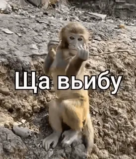 🌟 Ща ввыйбу singe, doigt d'honneur, grossier, offensant, animal, drôle whatsapp sticker