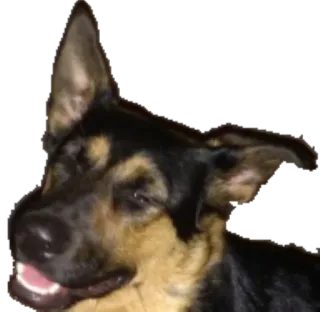 😂 dog, pet, animal, portrait, mammal, canine telegram sticker