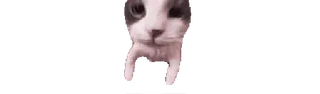 🌟 кот, животное, питомец, наклейка, смешной whatsapp sticker