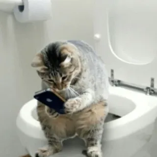 😄 cat, toilet, phone, humor, animal, pet, bathroom whatsapp sticker