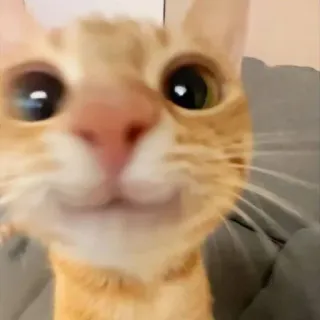 🤩 cat, pet, animal, ginger cat, cute, close-up, domestic animal telegram sticker