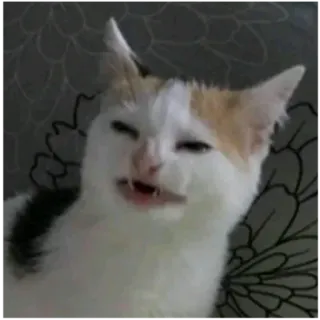 🤡 кот, злой, животное, мем, смешной telegram sticker