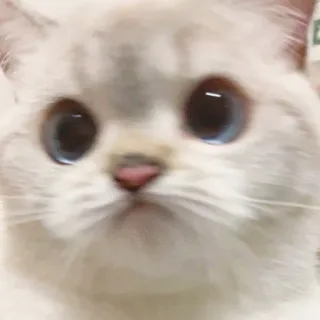 🙁 cat, white cat, cute, animal, pet, kitten whatsapp sticker