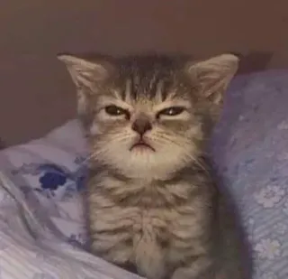 🥺 кот, котёнок, домашнее животное, животное, милый, кошачий, серый полосатый telegram sticker