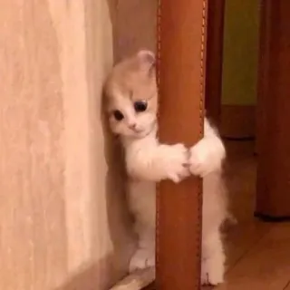 😄 小猫, 猫, 可爱, 动物, 宠物, 苏格兰折耳猫 telegram sticker
