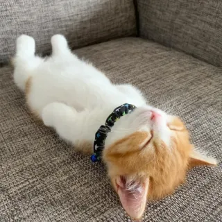 🐱 kot, kociak, śpiący, słodki, uroczy, pomarańczowy, biały telegram sticker