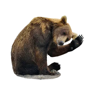 🖐 bear, animal, wildlife, grizzly bear telegram sticker