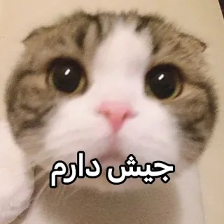 💧 جیش دارم gatto, carino, animale, meme, divertente telegram sticker