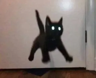 😱 cat, animal, black cat, kitten, pet telegram sticker