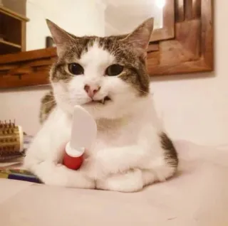🔪 cat, knife, animal, meme, funny, pet whatsapp sticker