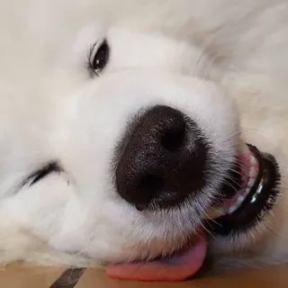 ❤️ Hund, Samojede, süß, Tier, Haustier, weißer Hund, flauschiger Hund telegram sticker
