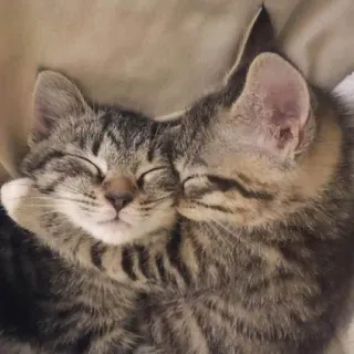 😴 koty, kocięta, śpiące, słodkie, zwierzęta, zwierzęta domowe telegram sticker