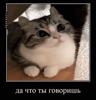 😸 да что ты говоришь แมว, มีม, ตลก, รัสเซีย whatsapp sticker