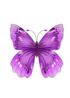 🎀 vlinder, paars, insect, natuur, mooi telegram sticker
