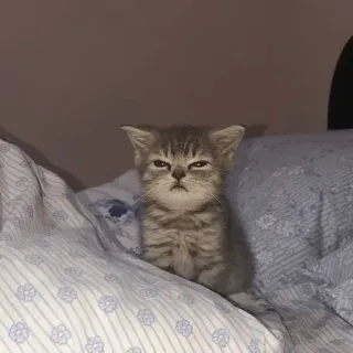 😑 子猫, 猫, 動物, ペット, 眠い, かわいい telegram sticker