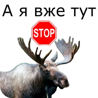 📯 А я вже тут telegram sticker
