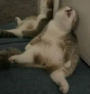 😪 gato, relajante, animal, dormido, espejo telegram sticker