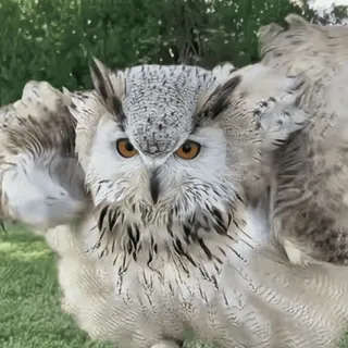 🦉 sowa, ptak, zwierzę, dzika przyroda, natura, puchacz telegram sticker